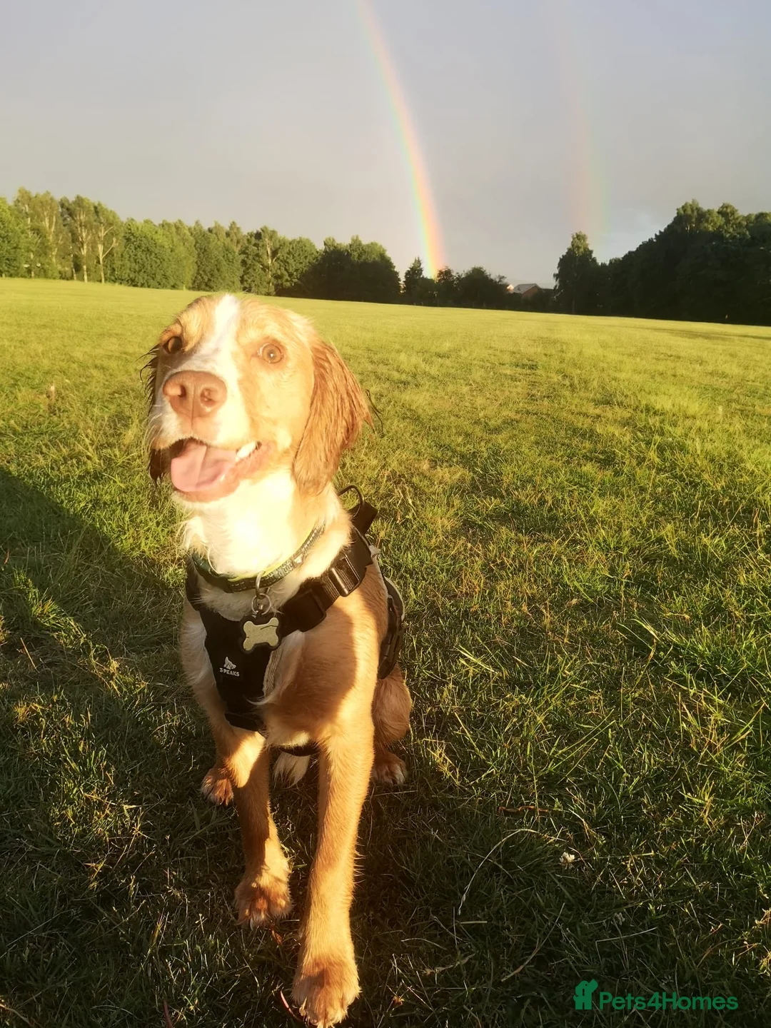 Cocker Spaniel dogs for sale: Cocker Spaniel - 9 months old 🐶  - Advert 2