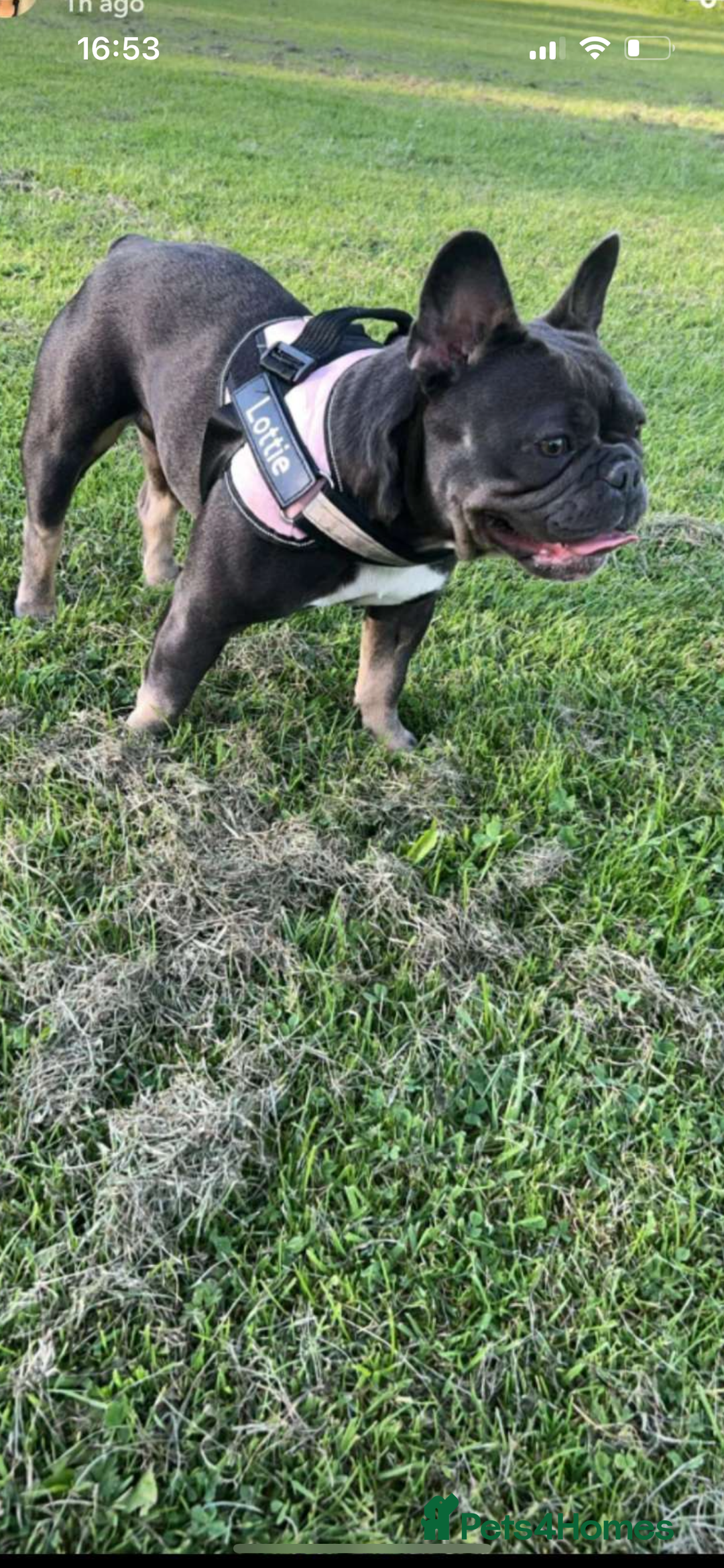 French Bulldog dogs for sale: Two Beautiful Girl French Bulldogs  - Image 18