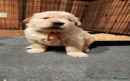 Golden Retriever dogs for sale: Lovable Kc Golden Retriever Puppies Available Now - Image 8