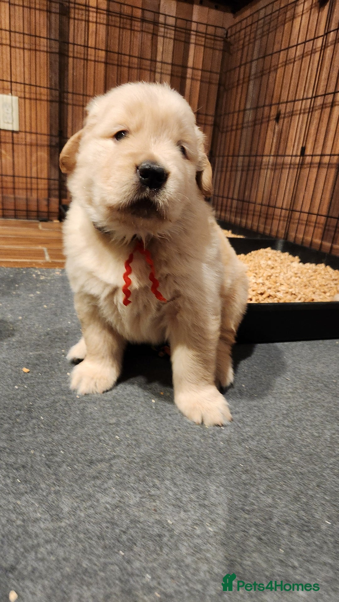 Golden Retriever dogs for sale: Lovable Kc Golden Retriever Puppies Available Now - Image 8