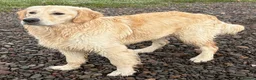 Goldador dogs for sale: Golden Retriever Labrador Puppies Due - Advert 2