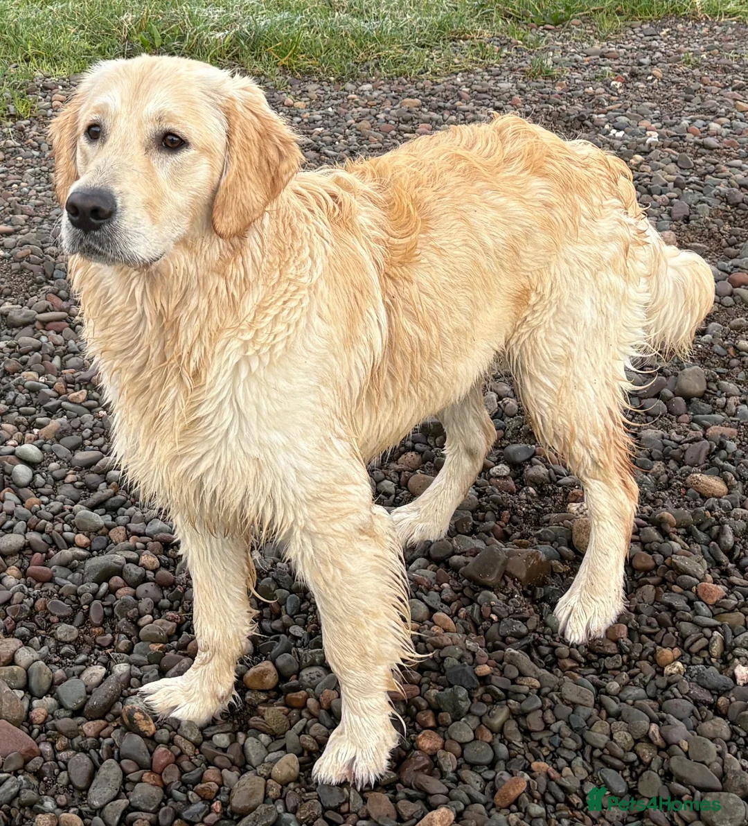 Goldador dogs for sale: Golden Retriever Labrador Puppies Due - Advert 2