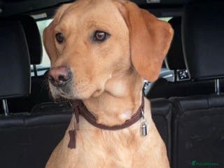 Labrador Retriever dogs Gorgeous Labrador puppies for sale - Advert 1