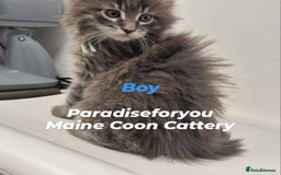 Maine Coon cats for sale: Maine Coon kittens Glasgow  - Image 4