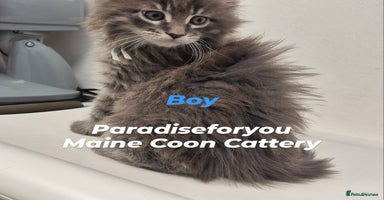 Maine Coon cats - Advert 13
