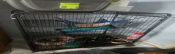 Ferret rodents for sale: One female ferret with cage (area pembrokeshire) in Pembroke Dock - Advert 2