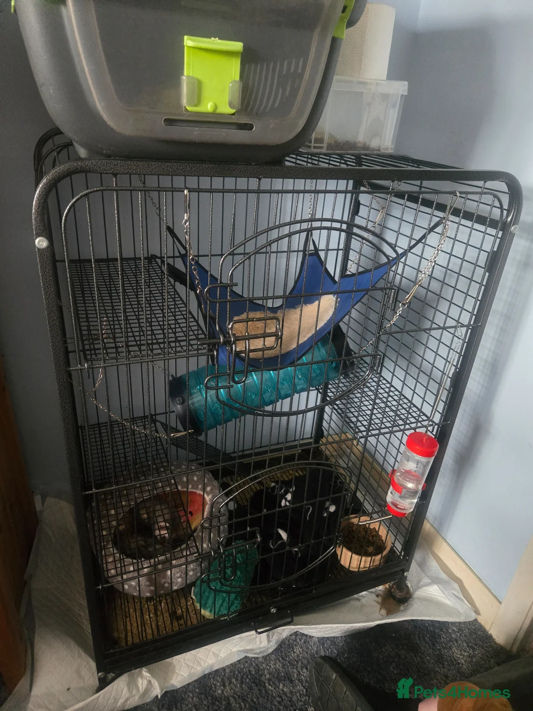 Ferret rodents for sale: One female ferret with cage (area pembrokeshire) in Pembroke Dock - Advert 2