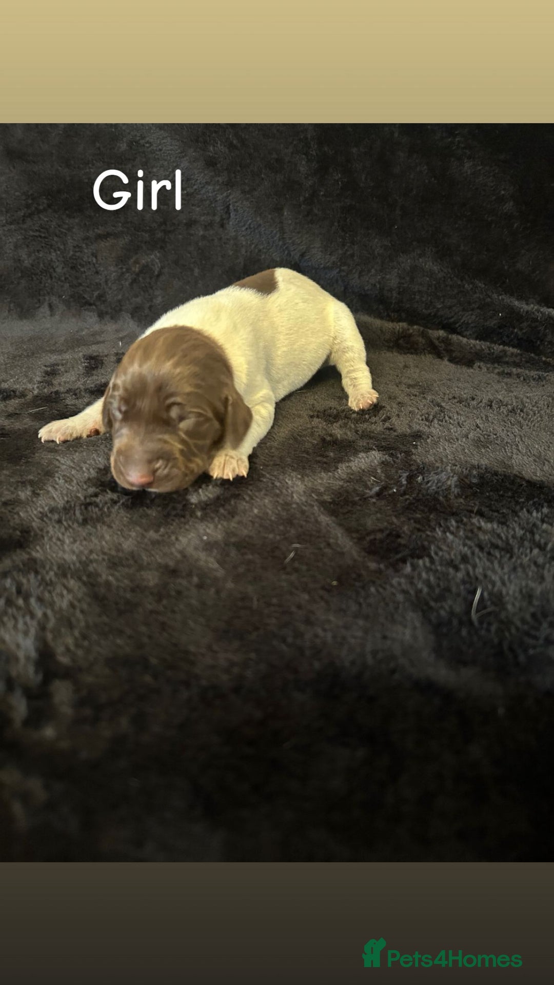 German Shorthaired Pointer dogs for sale: Beautiful pointer puppies - Image 3