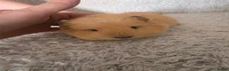 Guinea Pig rodents for sale: 2 swiss boys rtr - Advert 4
