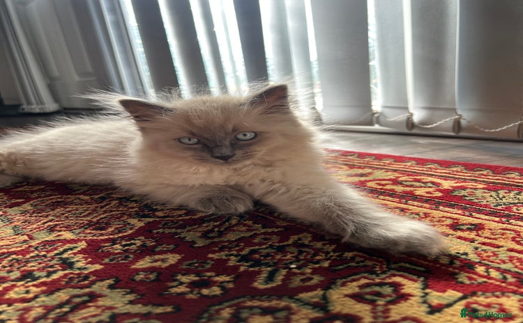 Ragdoll cats - Advert 11
