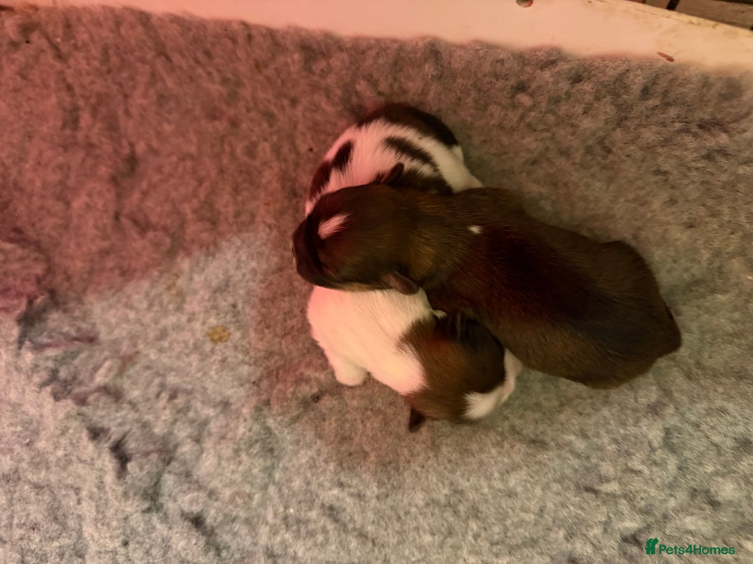 Lhasa Apso dogs for sale: RKC registered puppy boys - Advert 7