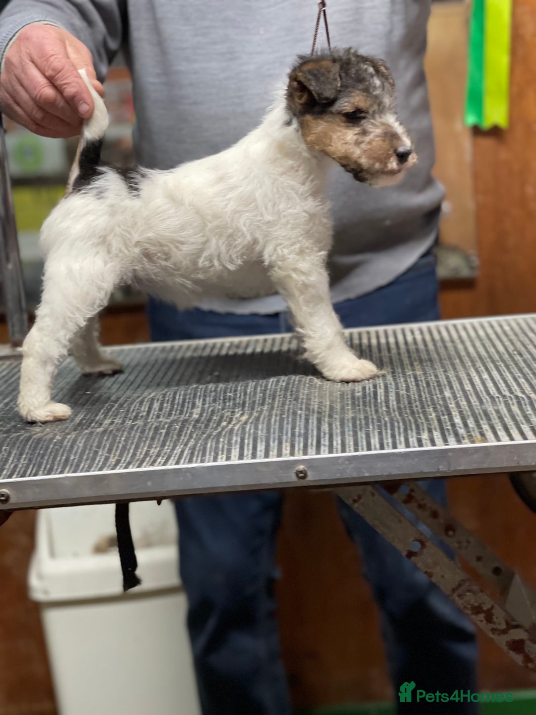 Fox Terrier dogs for sale: Beautiful Stunning Wire Fox Terrier Bitch Puppy  - Advert 7