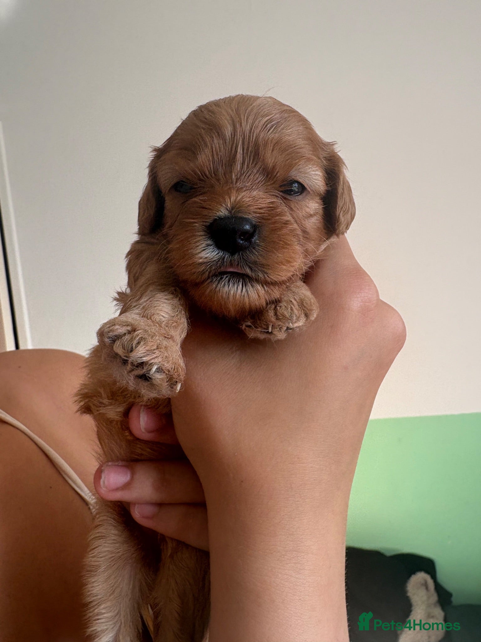Cavapoo dogs 3 Female Cavapoos for sale  - Advert 1