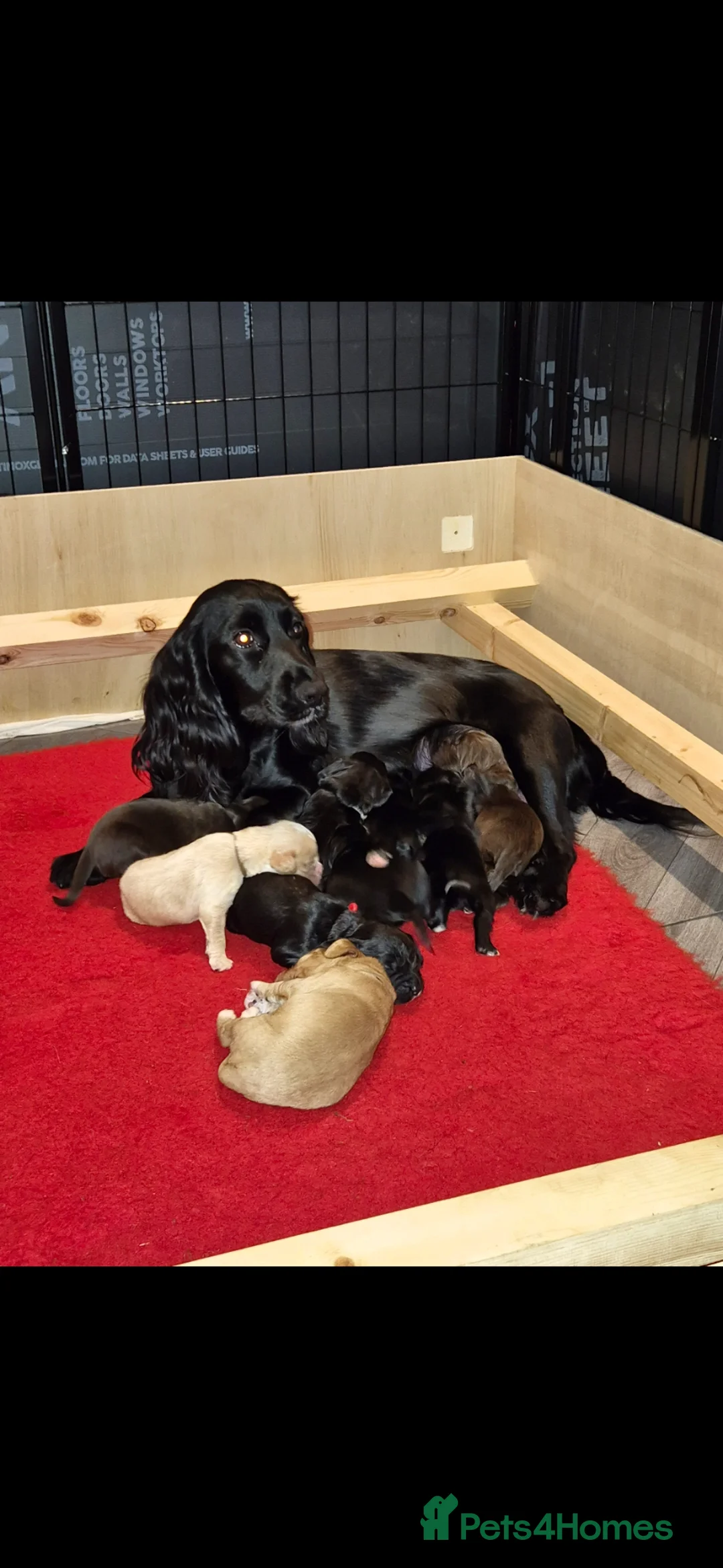 Cocker Spaniel dogs for sale: 🐾 8 Beautiful Working Cocker Spaniel Puppies 🐾 - Advert 1