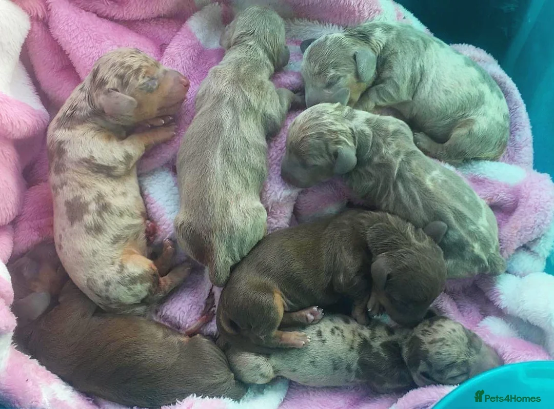 Miniature Dachshund dogs for stud: ISABELLA AND TAN DAPPLE DACHSHUND  in Sunderland - Advert 12