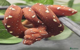 Python Snake reptiles for sale: Green tree Python in Mold - Image 3