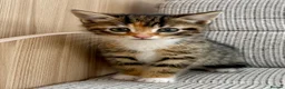 British Shorthair cats for sale: British Shorthair kittens. - Advert 13