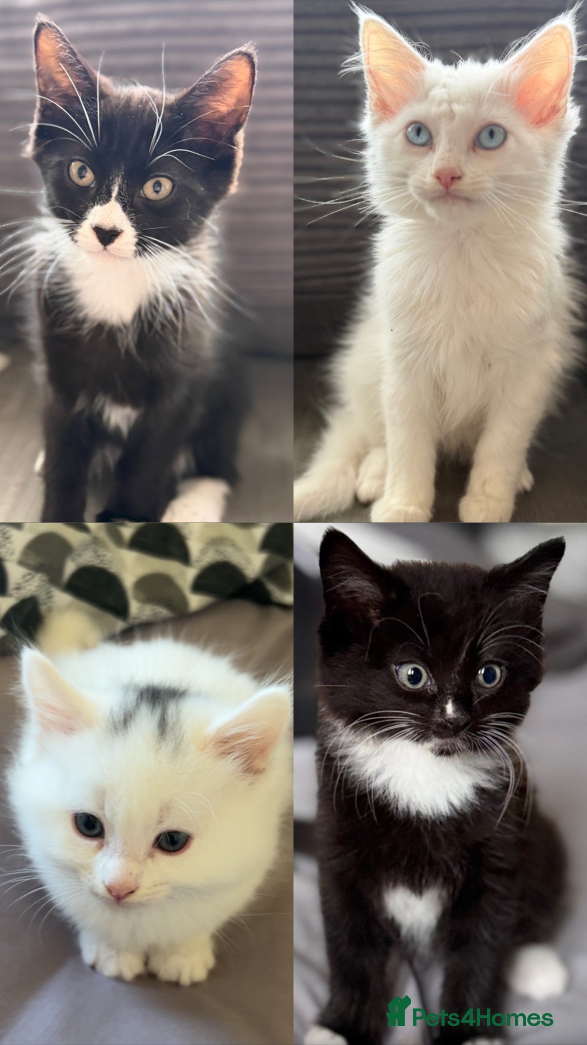 European cats for sale: £20-£50 kittens ready to go - Advert 1