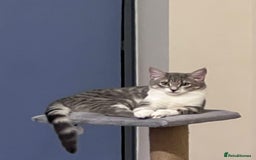 Domestic Shorthair cats for sale: Lovely Grey & White Kitten – Friendly & Playful - Image 2