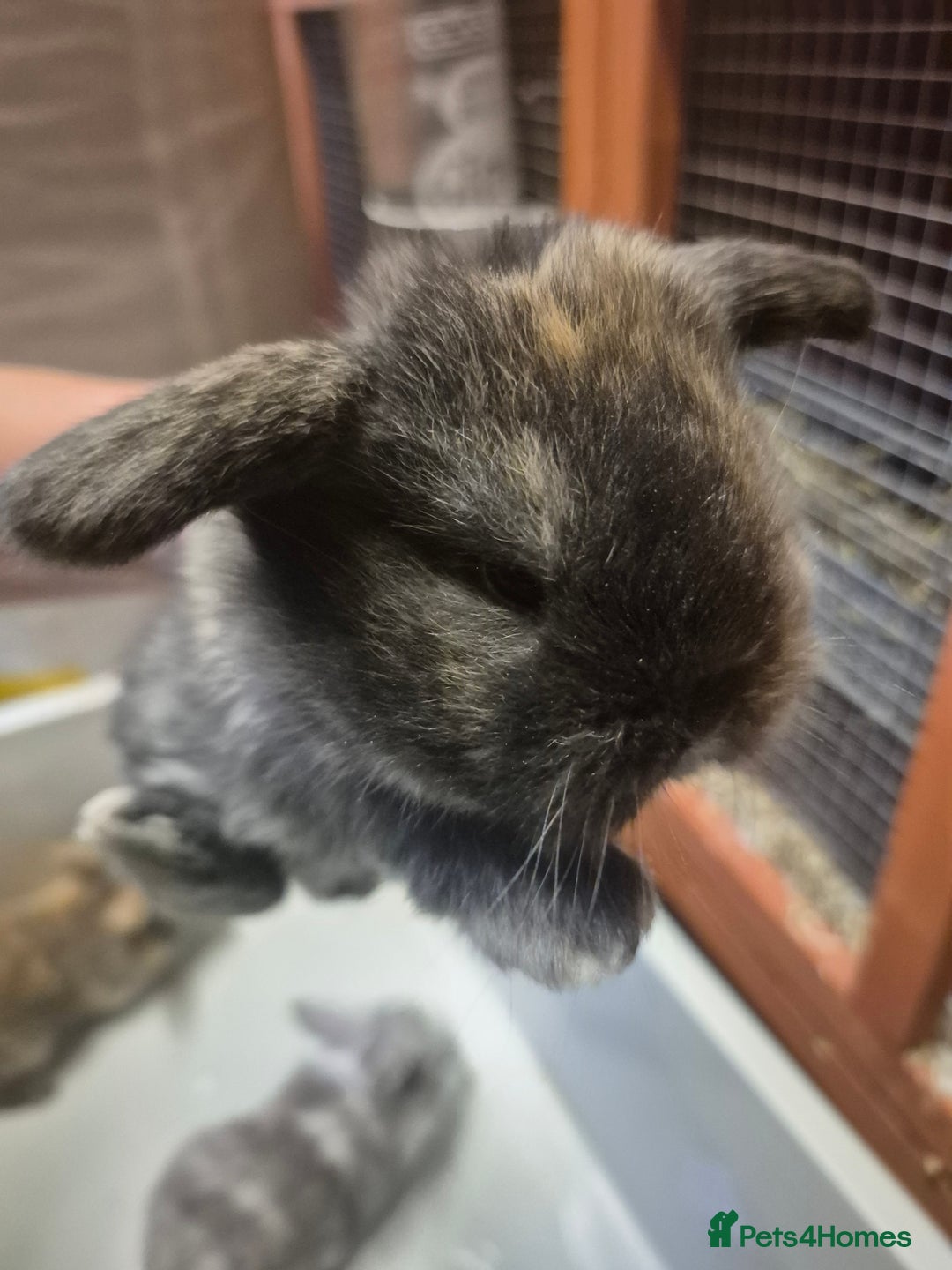 Mini Lion Lop rabbits for sale: Mini lops ready  **  - Image 1
