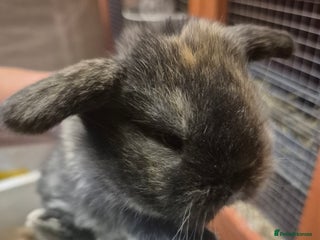 Mini Lion Lop rabbits for sale - Advert 1