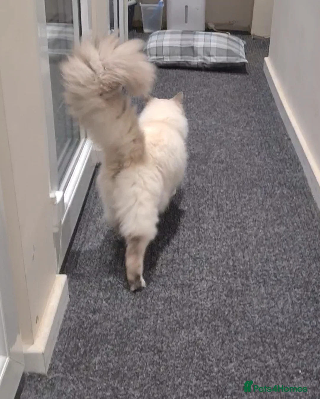 Ragdoll cats for stud: PROVEN STUD (bluepoint) in Brighouse - Advert 4