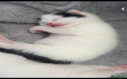 Mixed Breed cats for sale: Kittens  - Advert 3