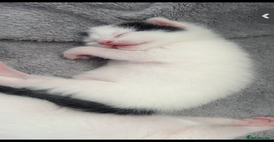 Mixed Breed cats - Advert 15