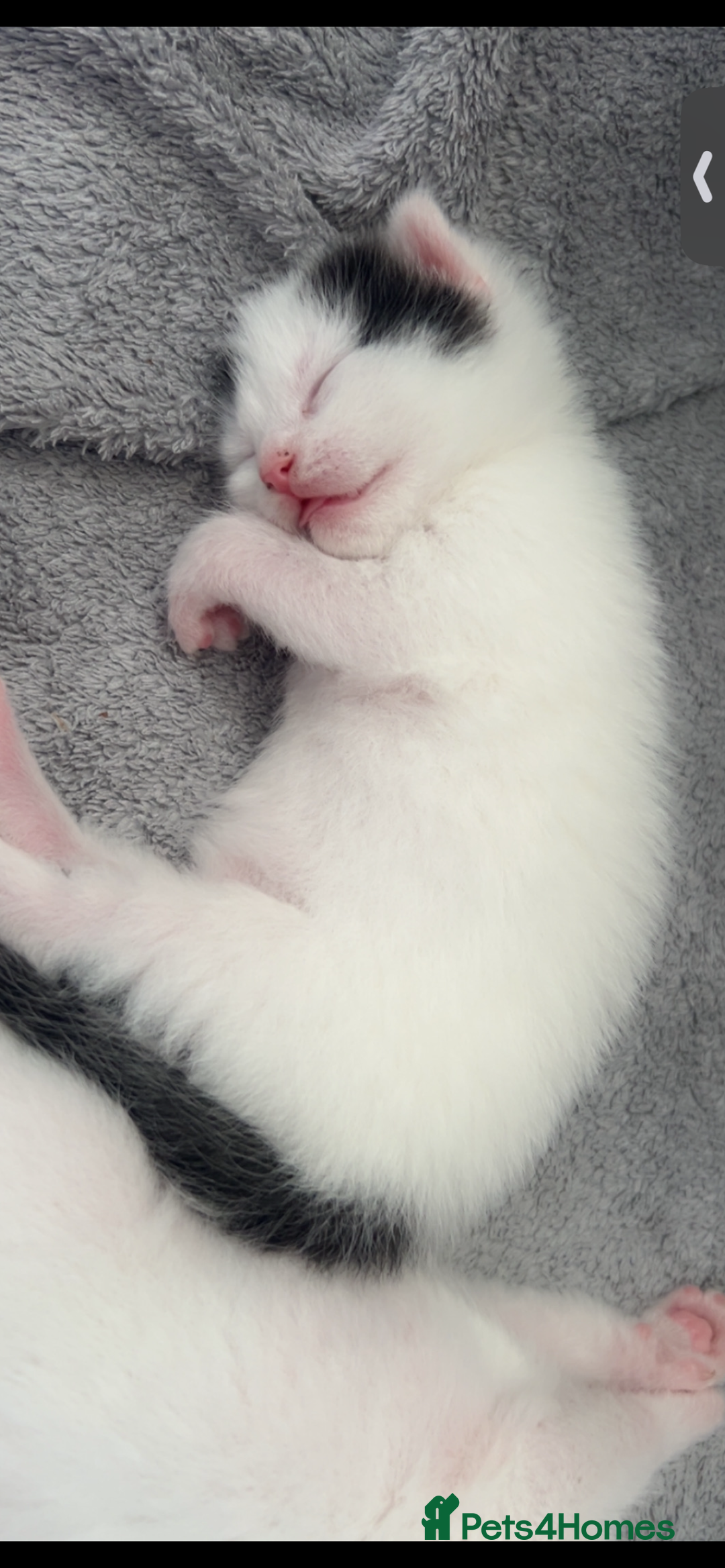 Mixed Breed cats for sale: Kittens  - Advert 3