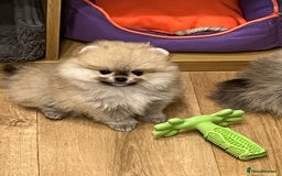 Pomeranian dogs for sale: Amazing Pom Puppies from Five Star breeder.  - Image 15