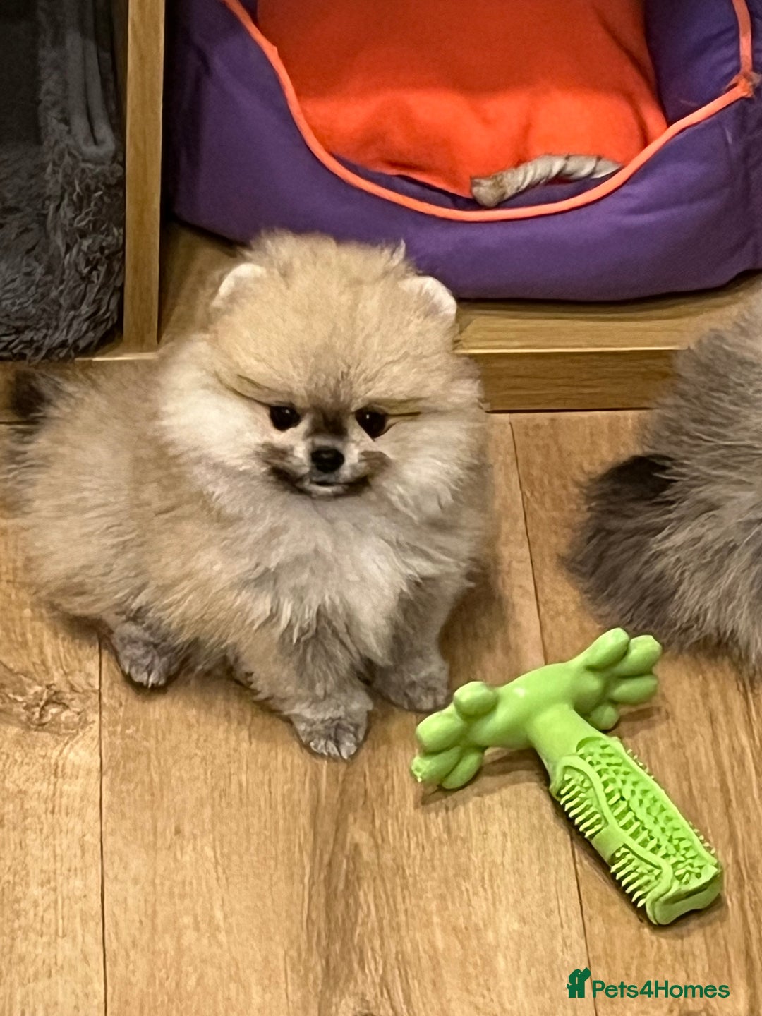 Pomeranian dogs for sale: Amazing Pom Puppies from Five Star breeder.  - Image 15