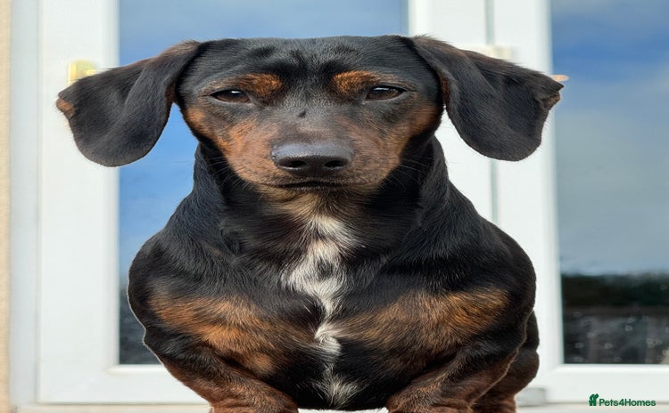 Miniature Dachshund dogs - Advert 1