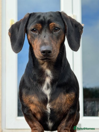 Miniature Dachshund dogs - Advert 1
