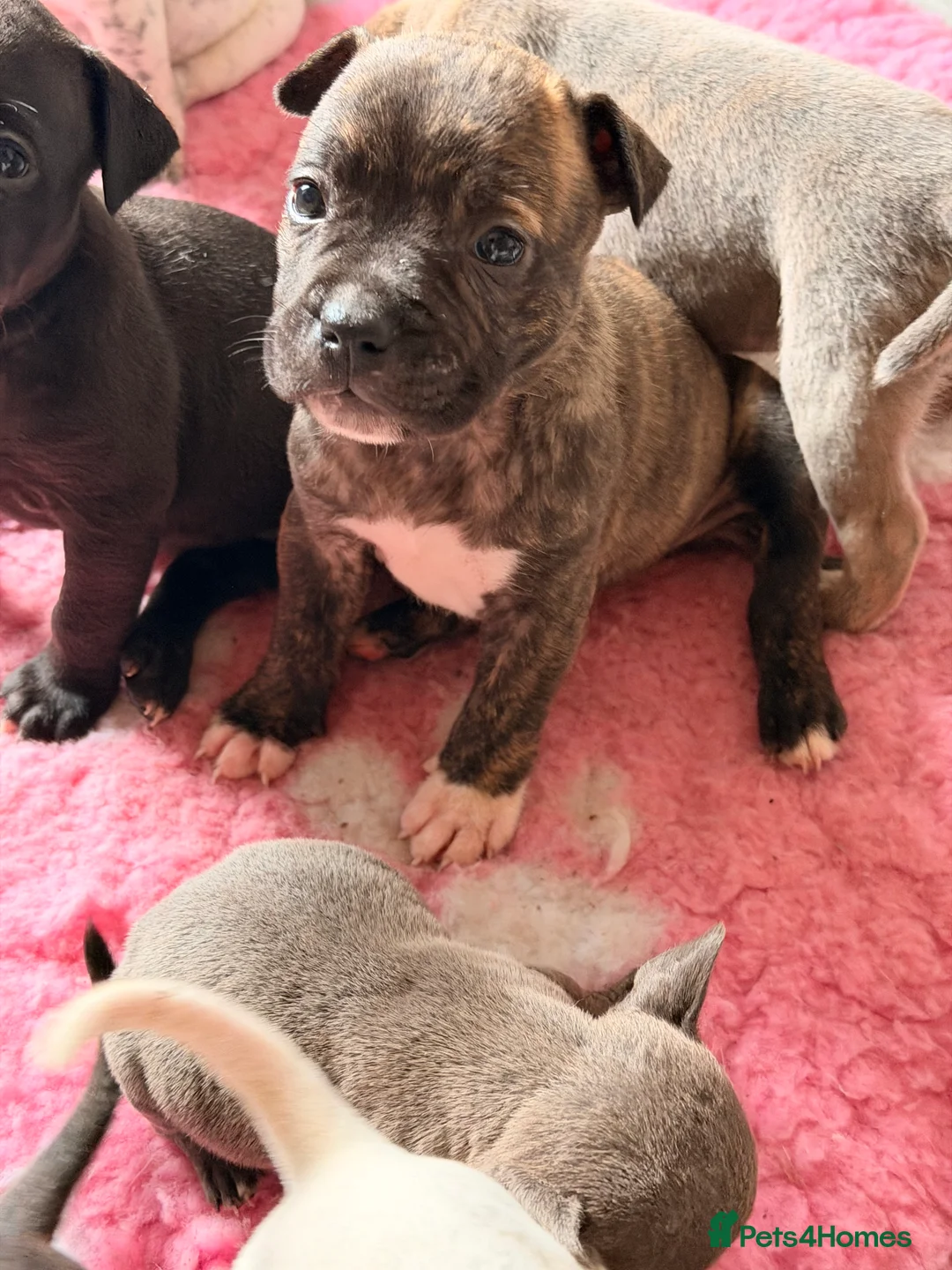 Mixed Breed dogs for sale: Frenchie x staff puppies  in Alfreton - Advert 2