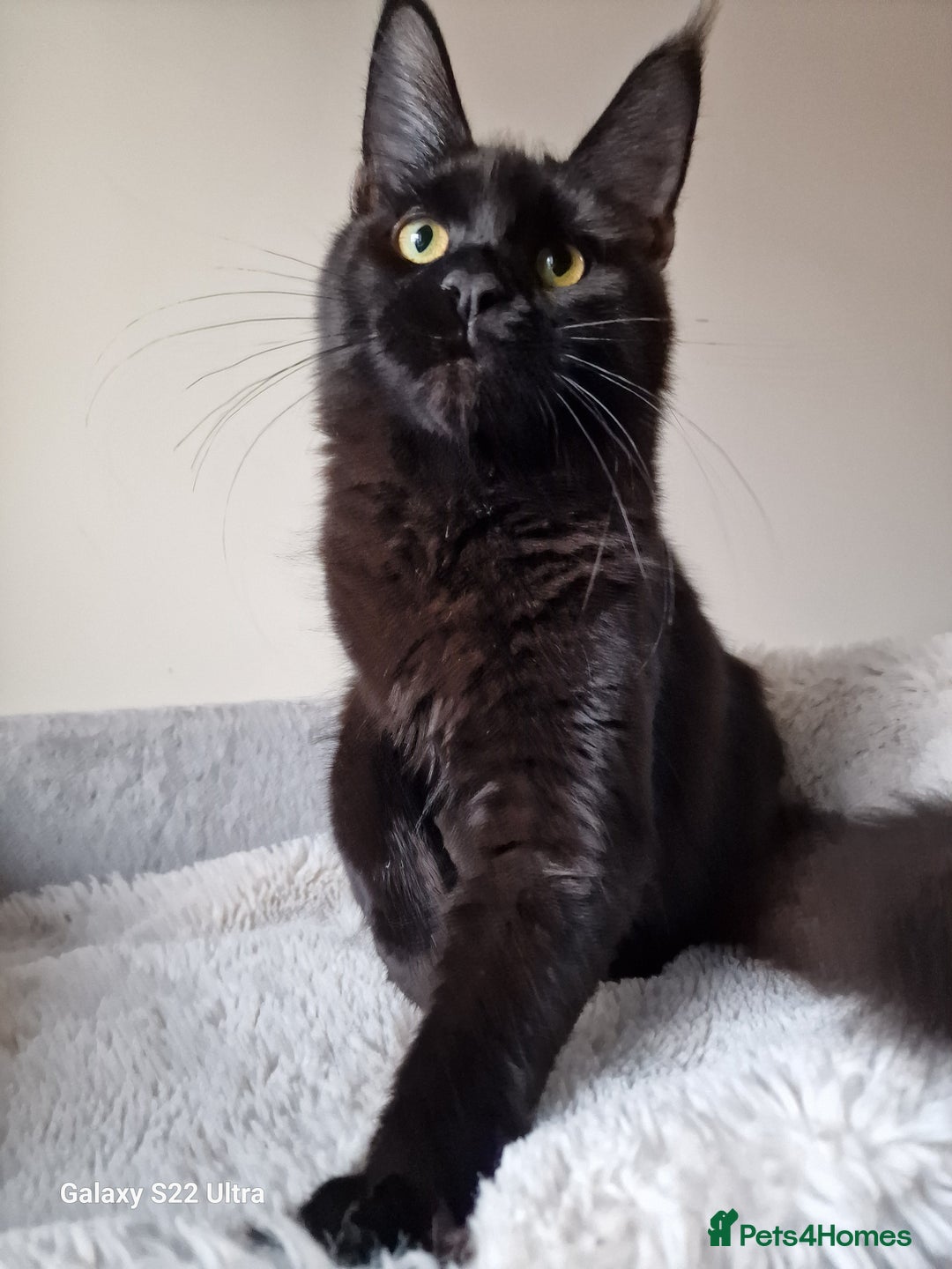 Maine Coon cats for sale: 🎀Females- MAINE COON🎀 - Advert 14