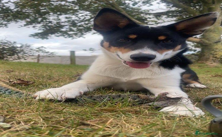 Border Collie dogs - Advert 8