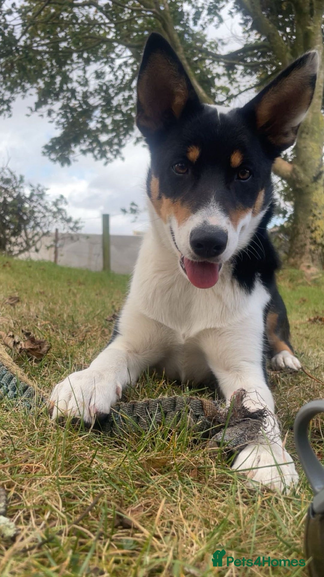 Border Collie dogs for sale: Willow  - Image 1