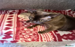 Burmese cats for sale: GCCF-Home raised-BurmeseKittens ready mid December - Image 8