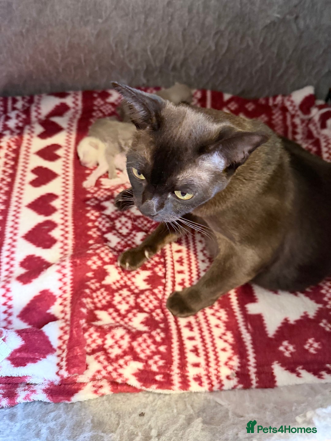 Burmese cats for sale: GCCF-Home raised-BurmeseKittens ready mid December - Image 8