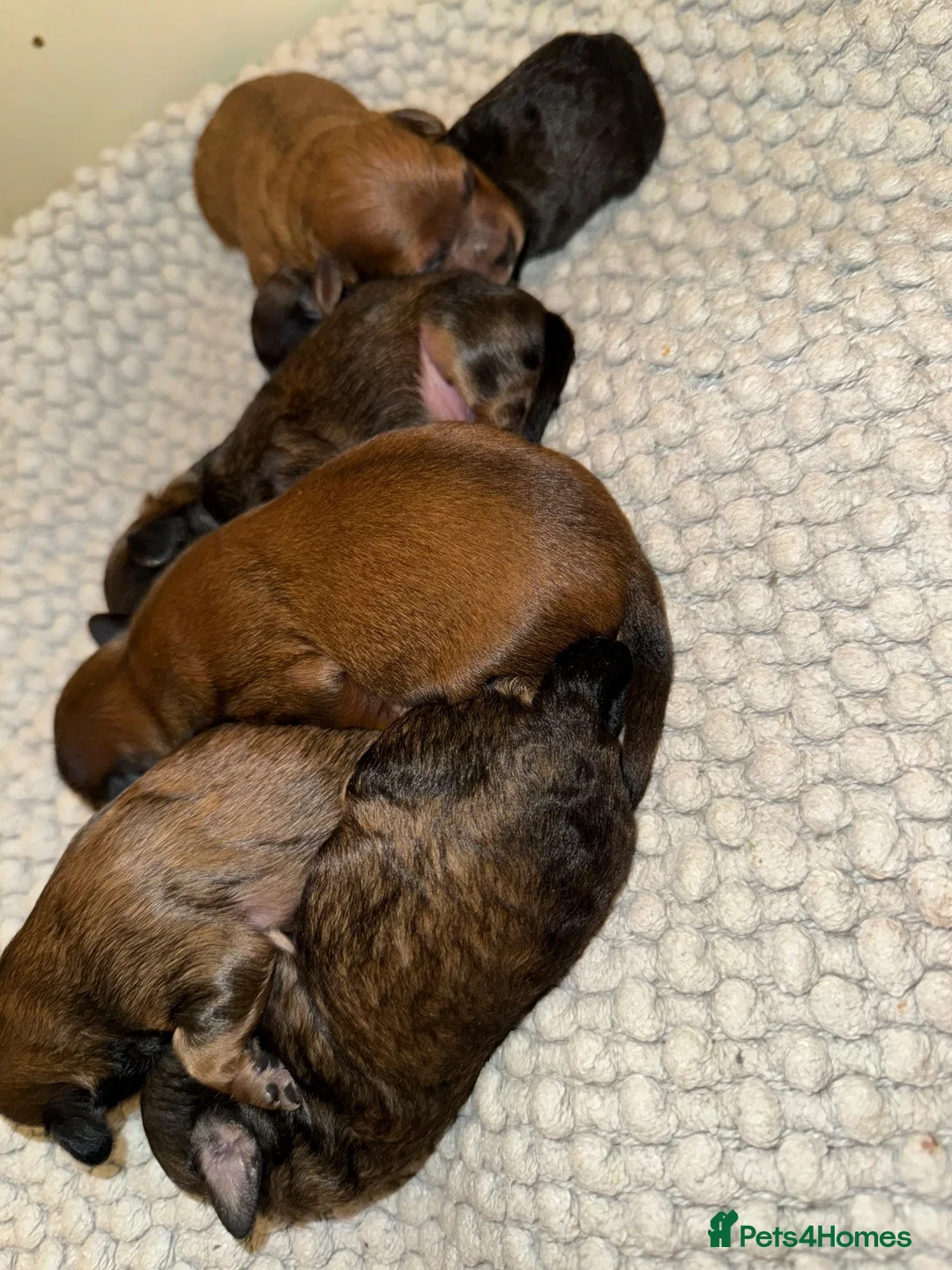 Maltipoo dogs for sale: Beautiful F1 maltipoo pups - Advert 6