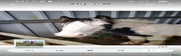 Irish Cob horses for sale: Mini cob - Advert 5