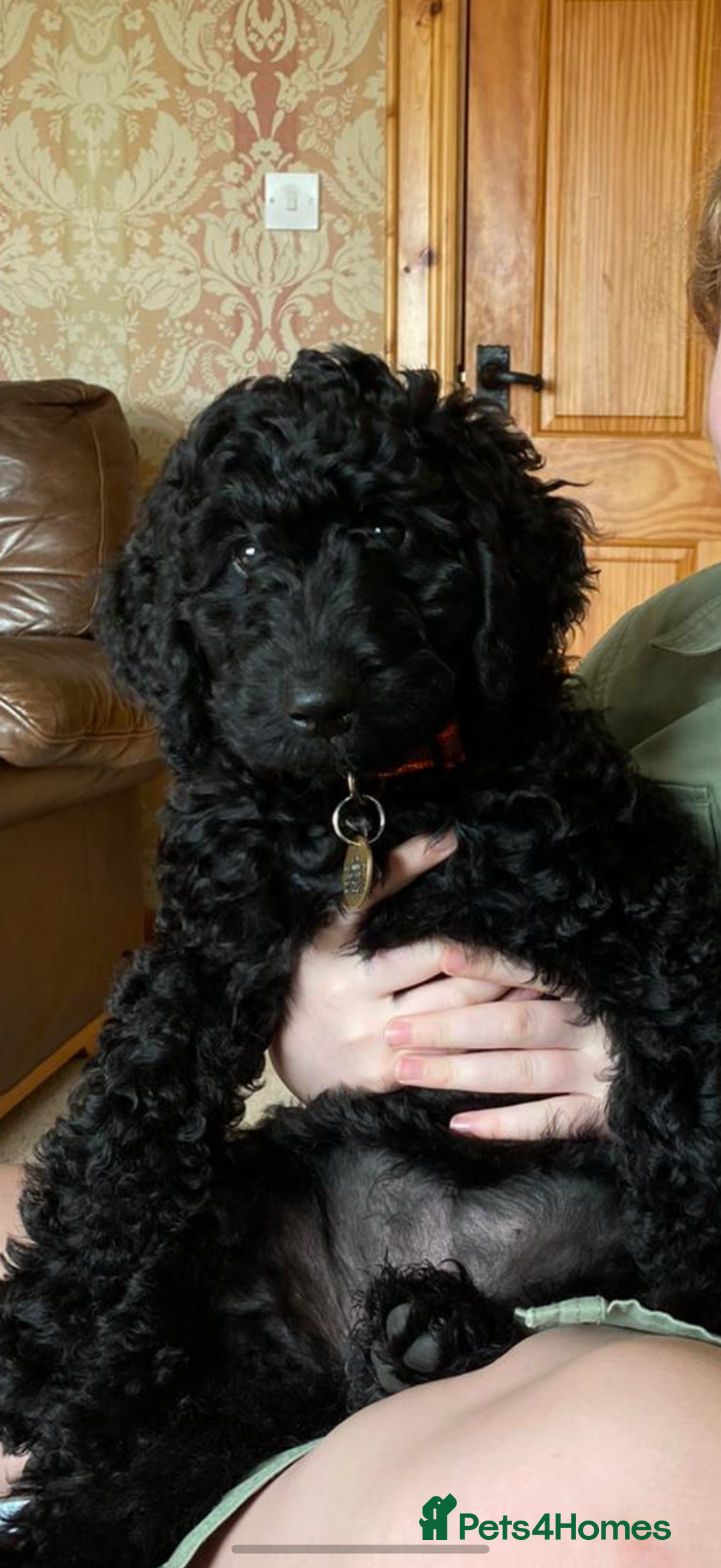 Mixed Breed dogs for sale: 🐾F3 Irish X Australian Labradoodle Puppies  - Image 6