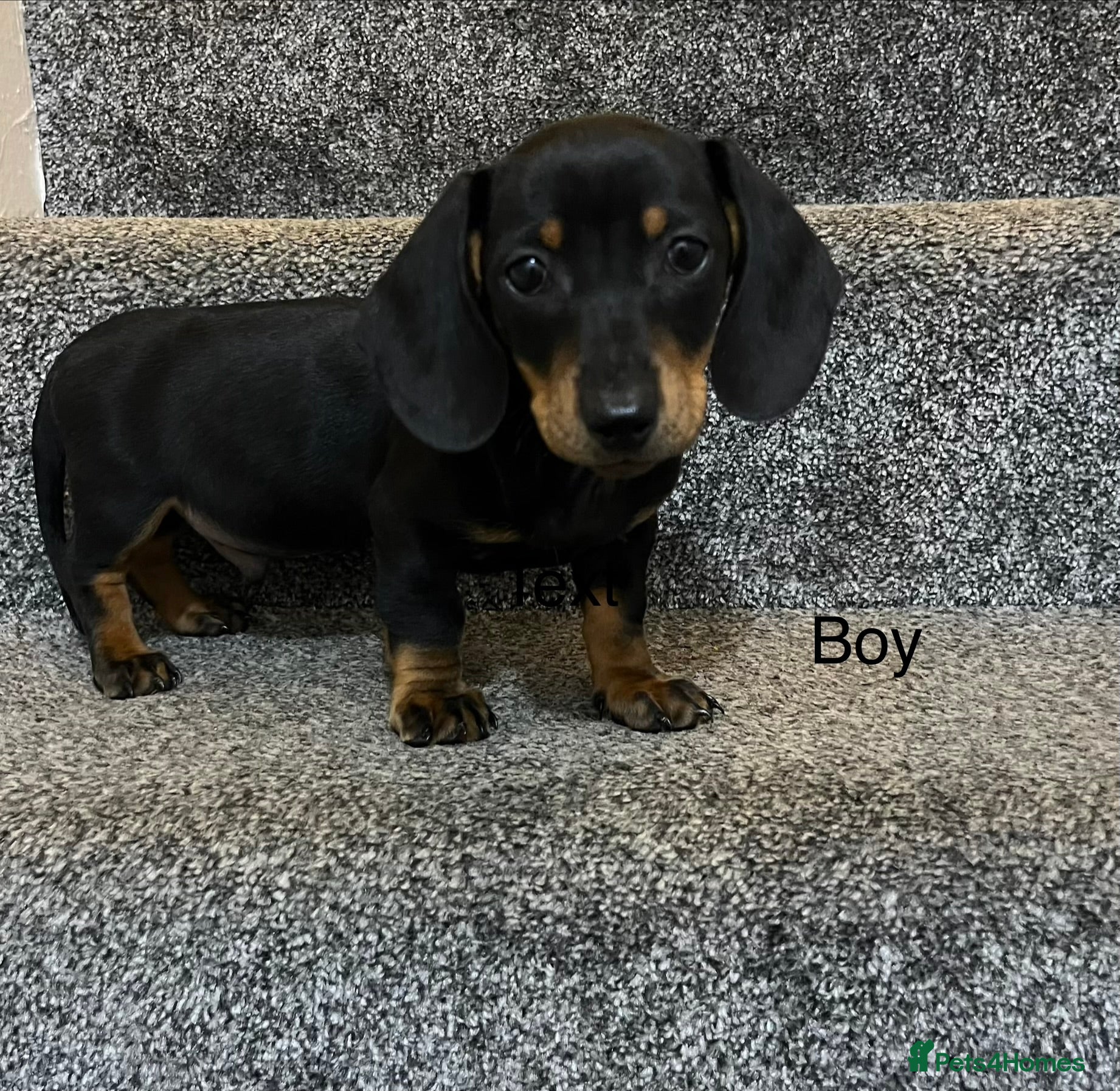 Miniature Dachshund dogs Miniature dachshund puppies  - Advert 4