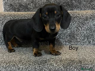 Miniature Dachshund dogs Miniature dachshund puppies - Advert 4