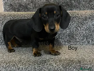 Miniature Dachshund dogs Miniature dachshund puppies - Advert 15