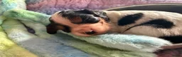 Cockalier dogs for sale: Beautiful, health tested cockalier puppies.  - Advert 35
