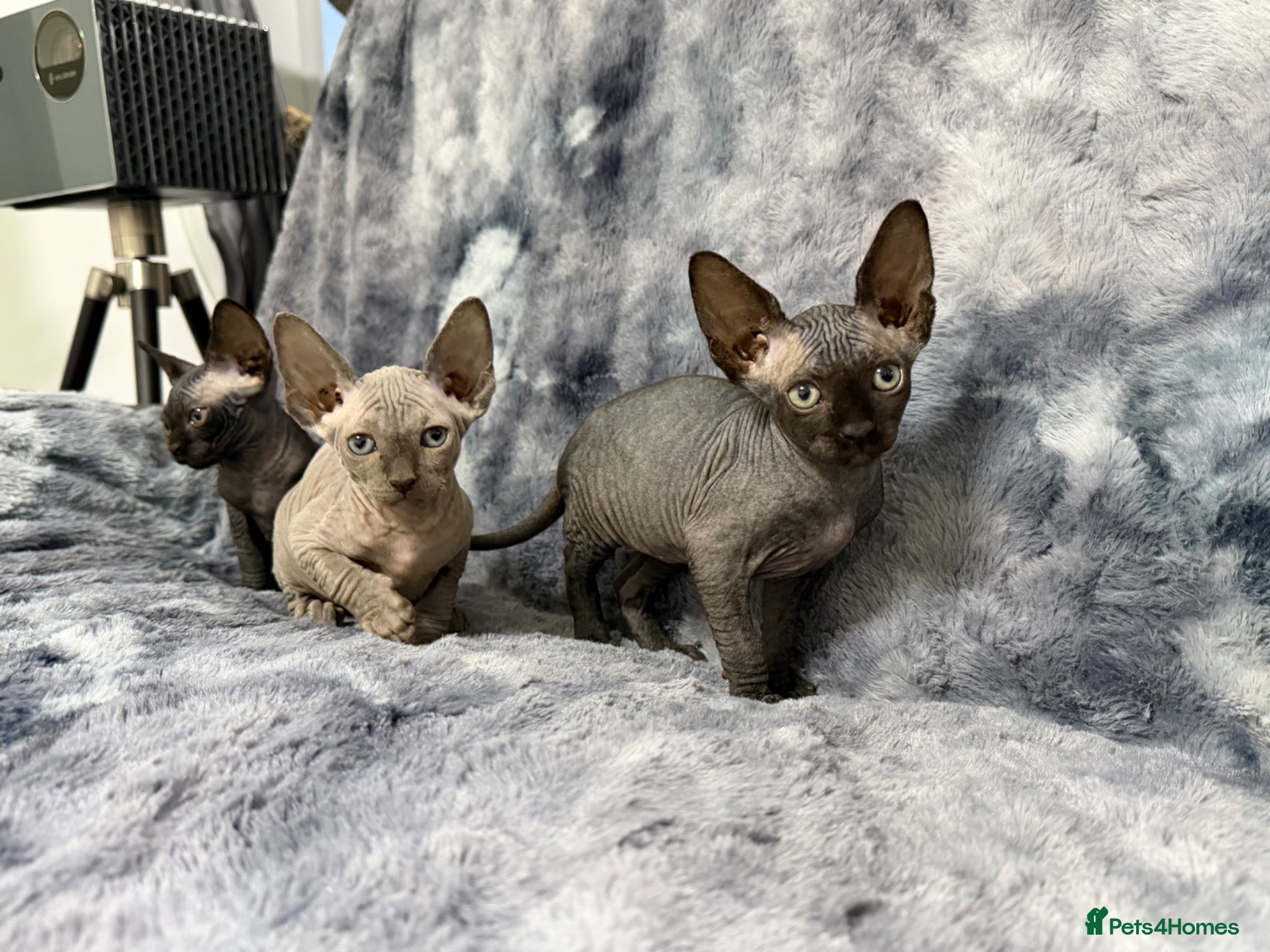Sphynx cats Sphynx kitten Tica acctive - Advert 1