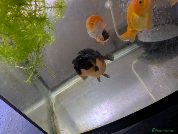 Fancy Goldfish fish - Advert 1