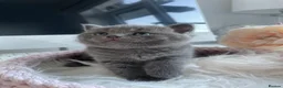 British Shorthair cats for sale: Champion Bloodline British shorthair kittens - Advert 18