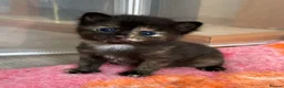 Maine Coon cats for sale: 3 female mainecoon mix kittens  - Advert 3
